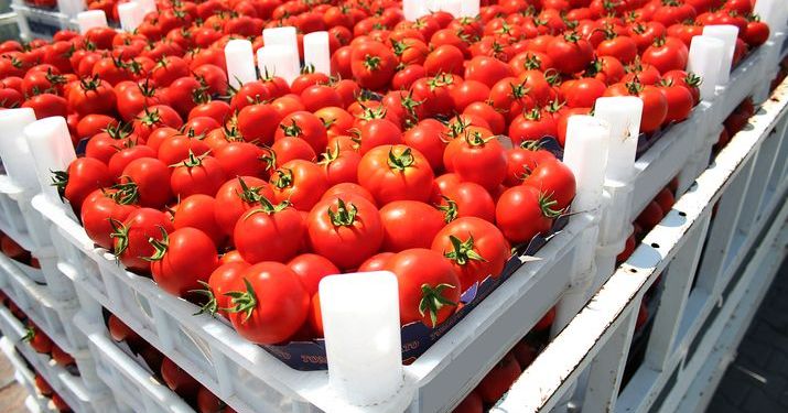 Bright red, fresh tomatoes in white crates depicting one portion of the grocery store supply chain.